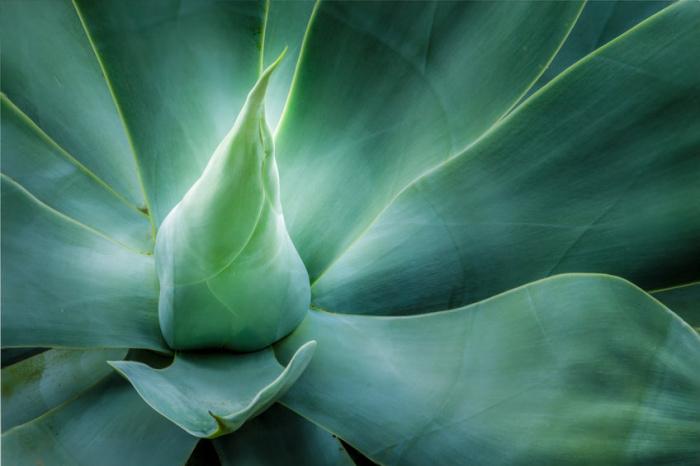 agave