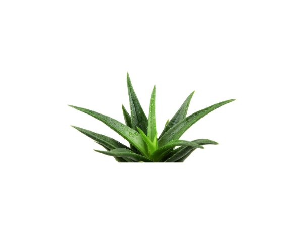 aloe-fiore-californiano