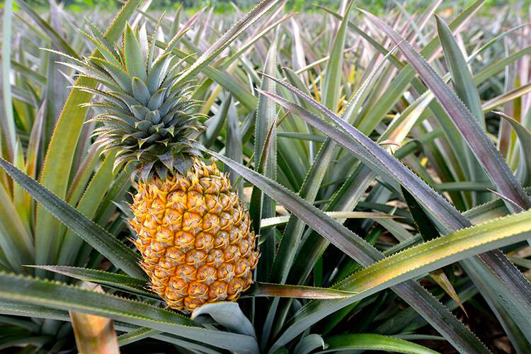 ananas