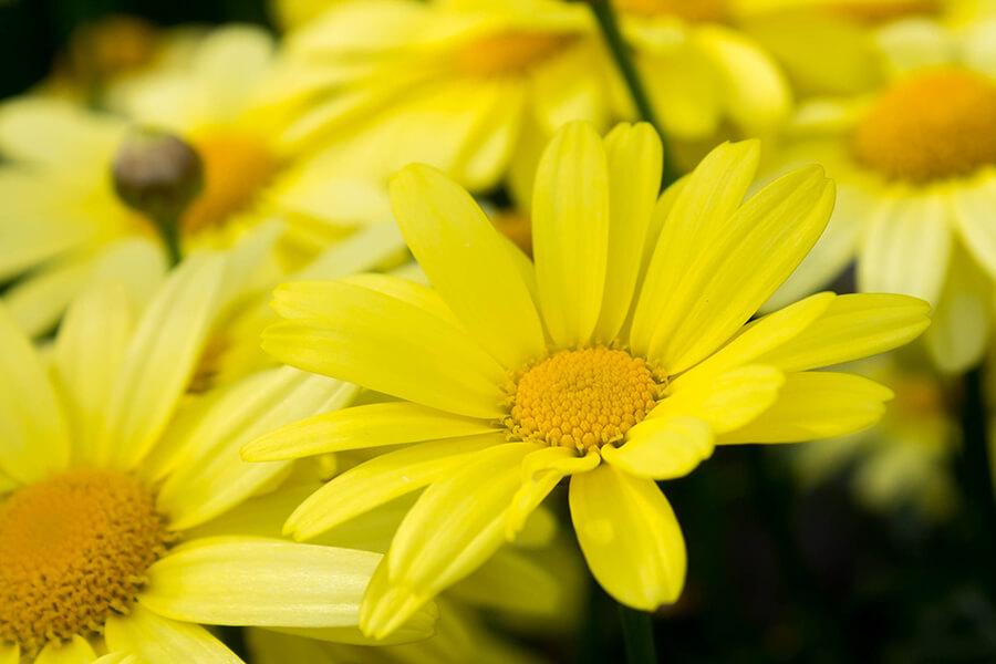 arnica-fiore-californiano