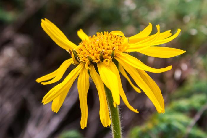 arnica