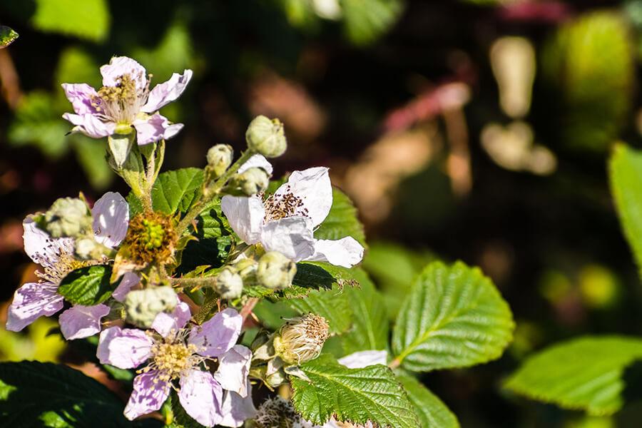 blackberry-fiore-californiano