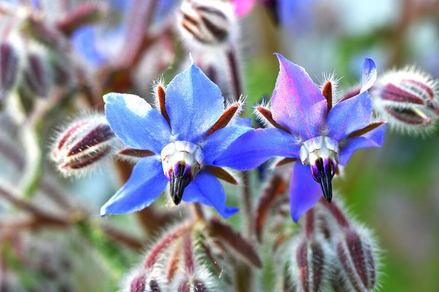 borago-fiore-californiano