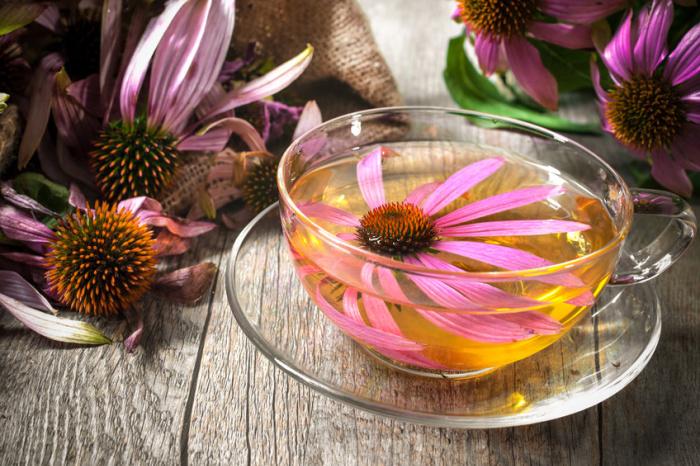 echinacea