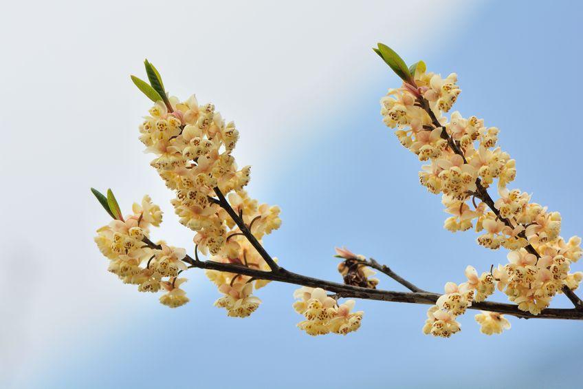 Olio essenziale di Litsea cubeba, proprietà e benefici 