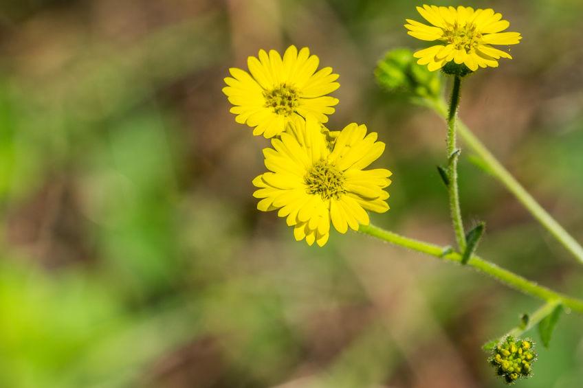 madia-fiore-californiano