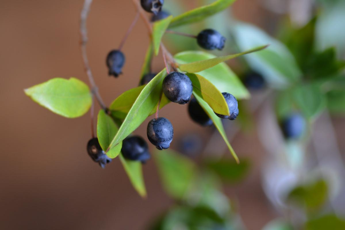 mirto-proprieta-e-benefici