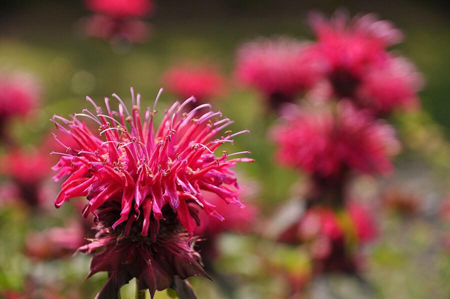 monarda