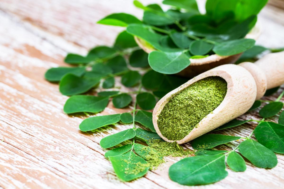 moringa-oleifera