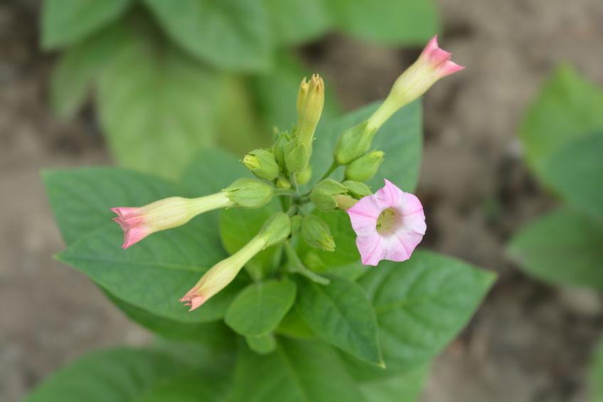 nicotiana-fiore-californiano