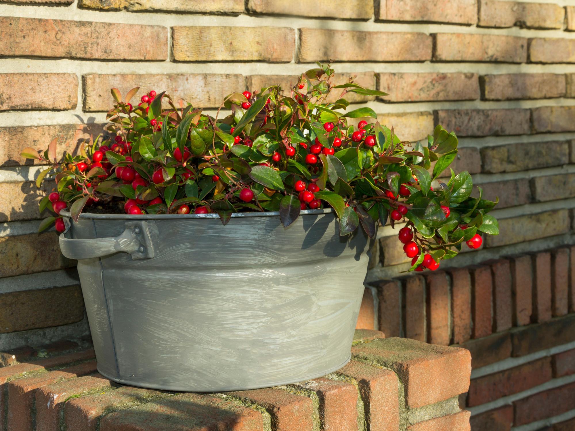 olio-essenziale-gaultheria olio-essenziale-gaultheria