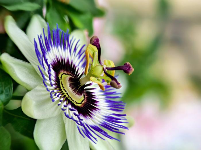 passiflora-caerulea