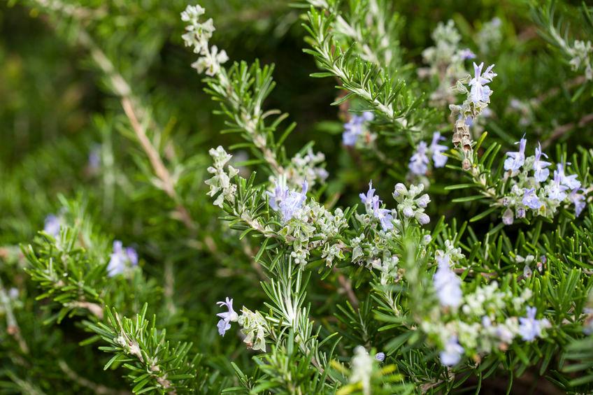 rosemary-fiore-californiano