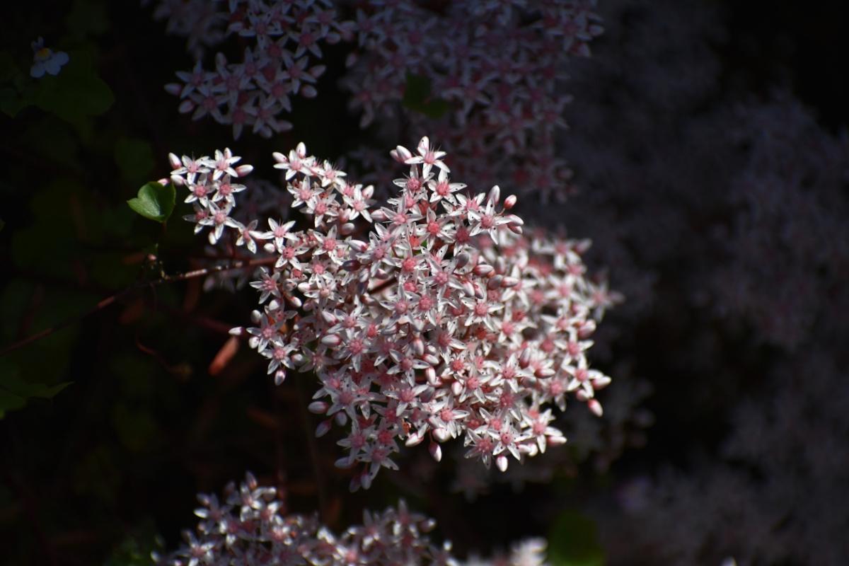 sedum-pianta