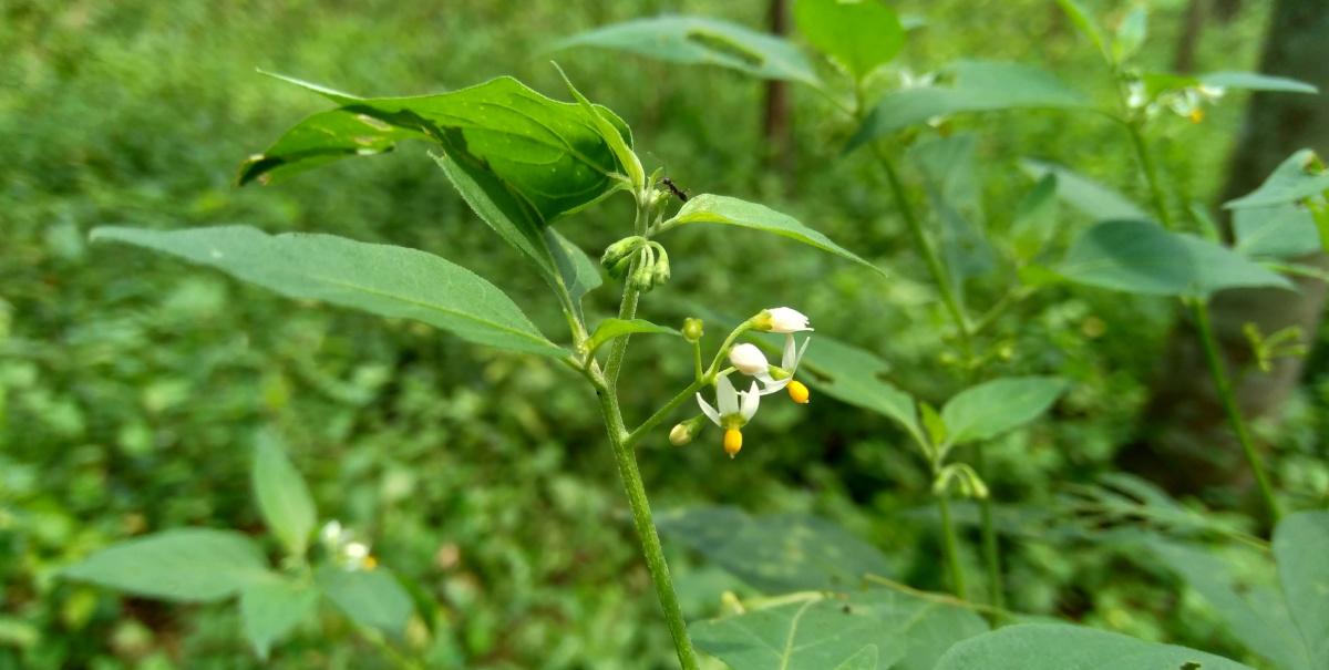 solanum-nigrum