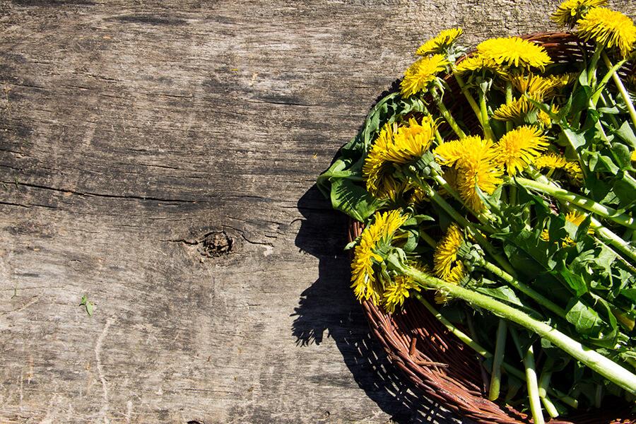 Fiori di Bach: come funzionano, proprietà, prezzo e controindicazioni -  Tanta Salute