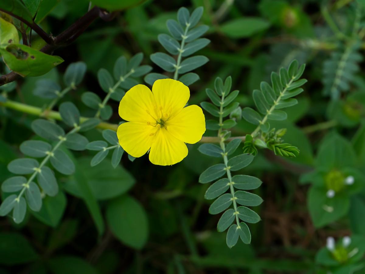 tribulus-terrestris