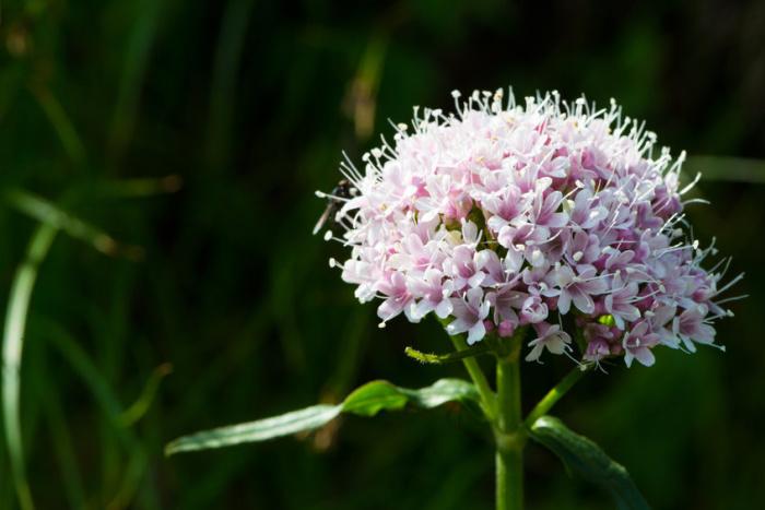 valeriana-come-usarla