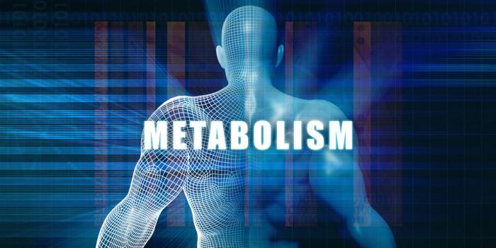 metabolismo