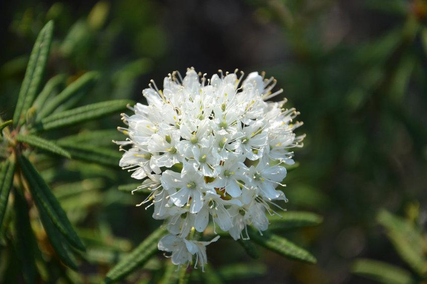 ledum-palustre-omeopatia