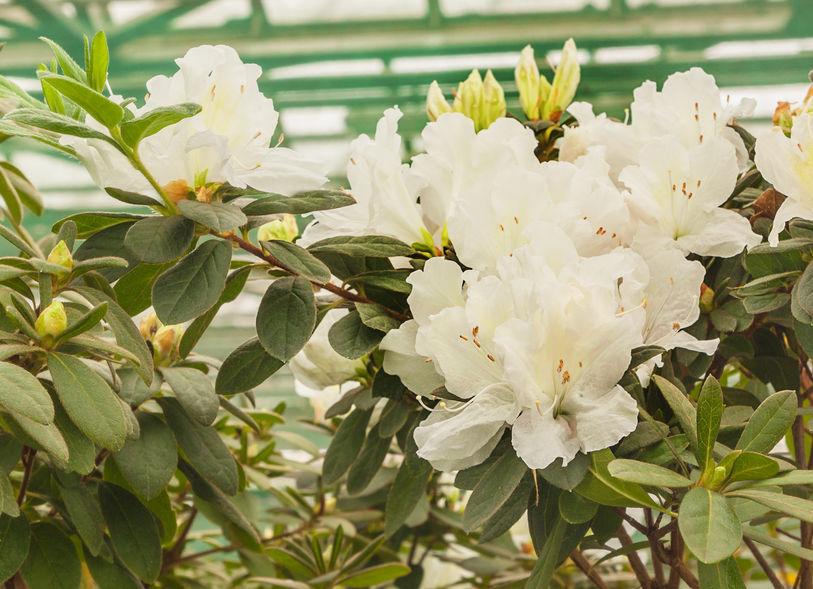 Azalea, caratteristiche e coltivazione 