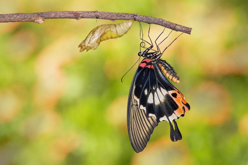 ciclo-vitale-farfalle