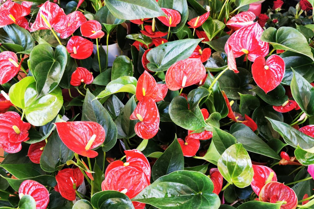 anthurium