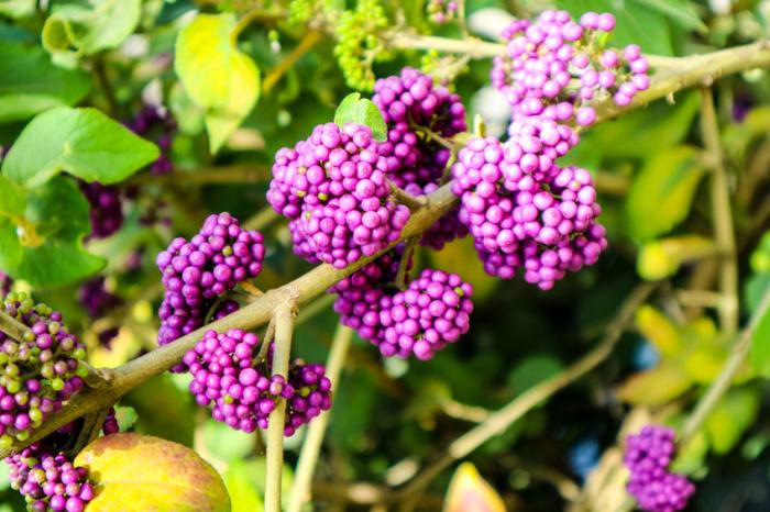 callicarpa