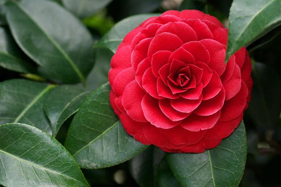 camelia