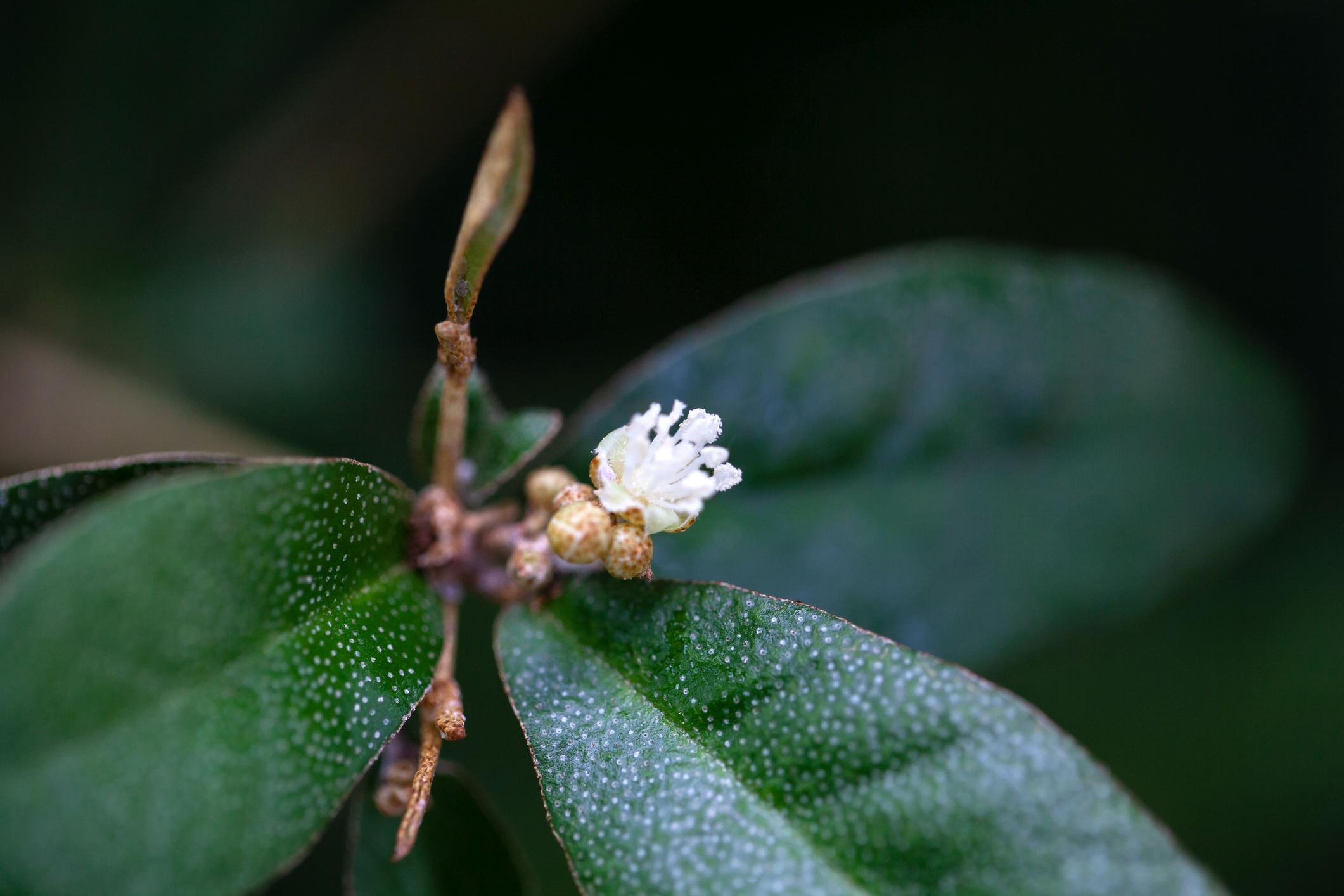 cascarilla cascarilla