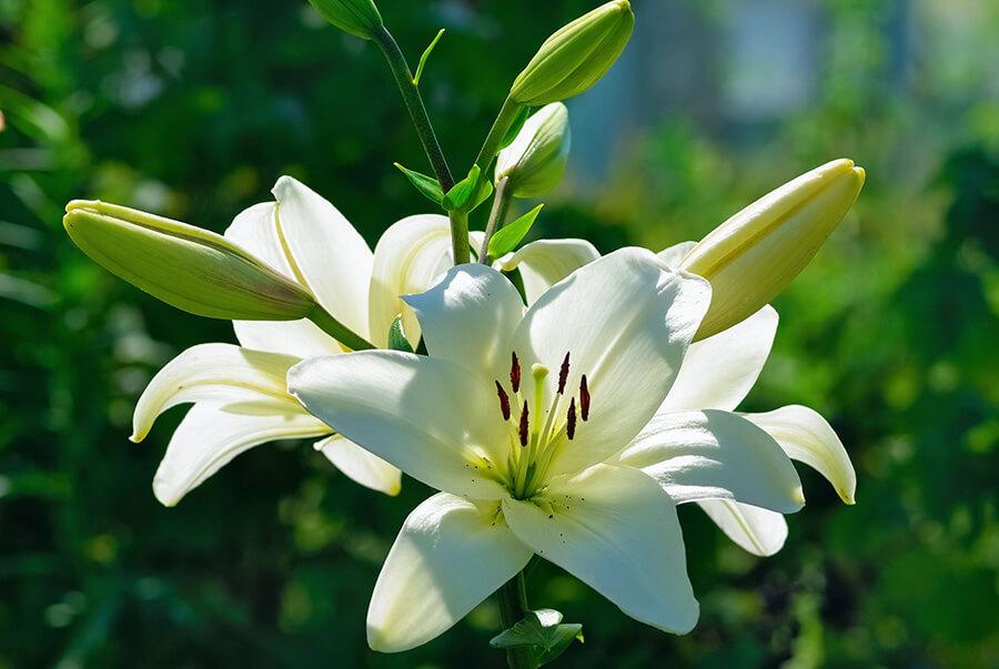 Fiori Bianchi Quali Sono Cure Naturali It