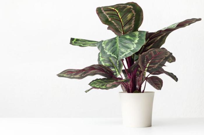 maranta