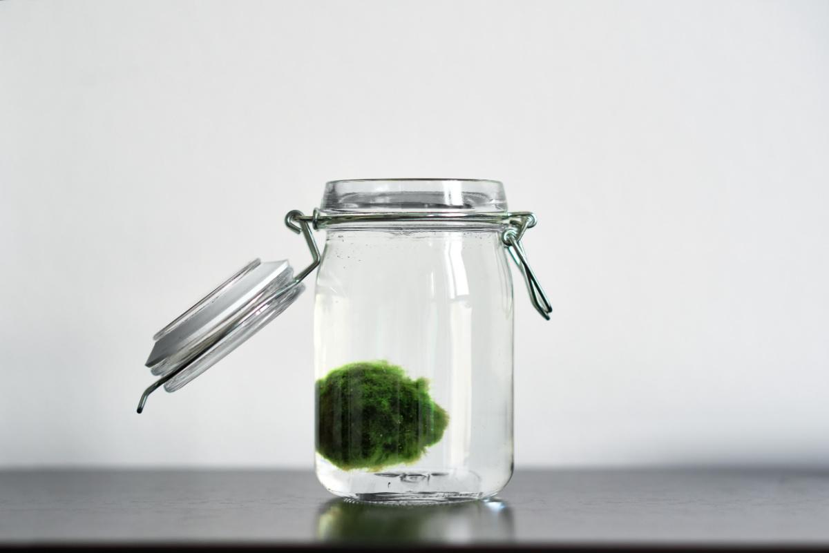 Marimo, alga giapponese portafortuna 