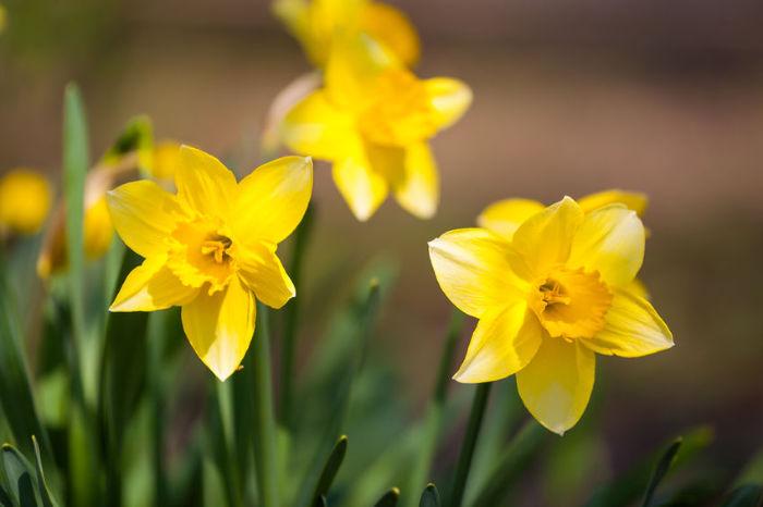 narciso