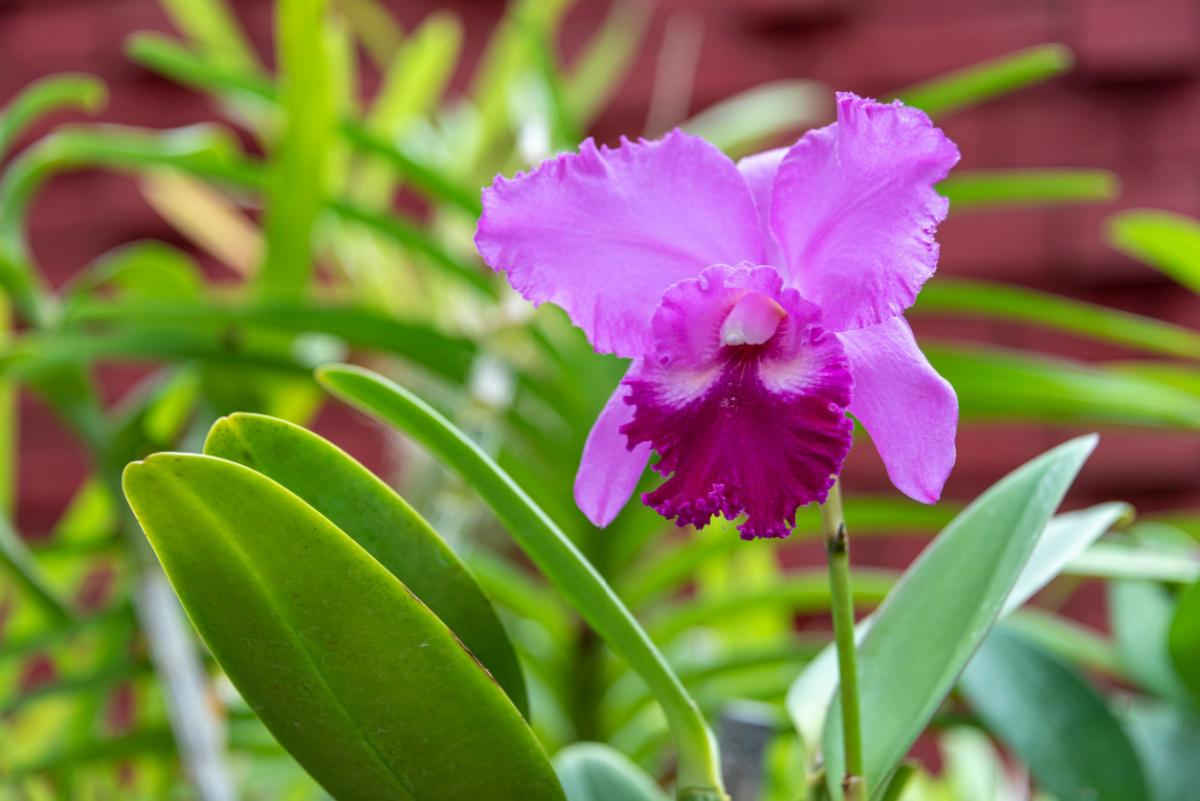 cattleya