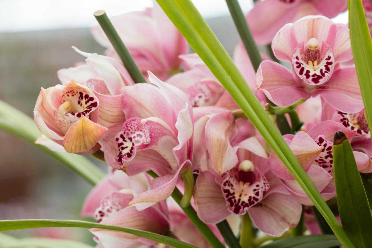 cymbidium