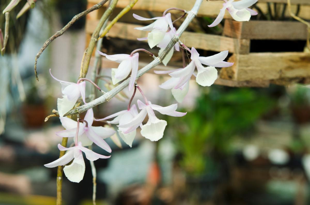 dendrobium