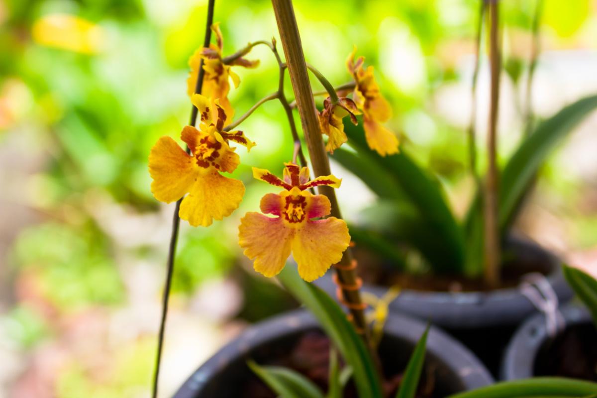 oncidium