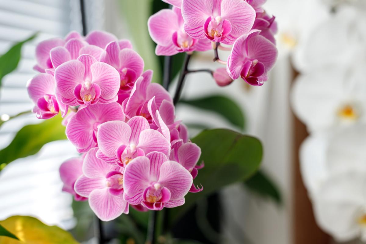 orchidea-phalaenopsis