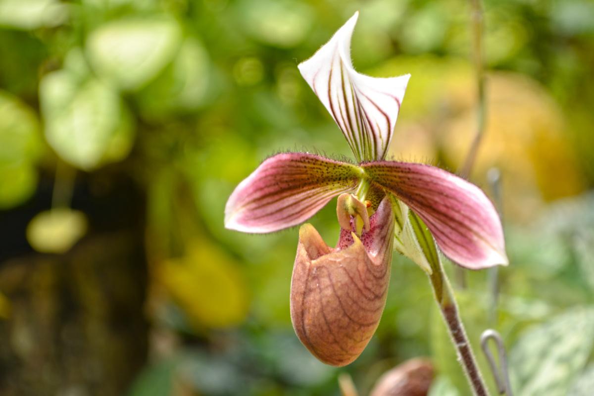 paphiopedilum