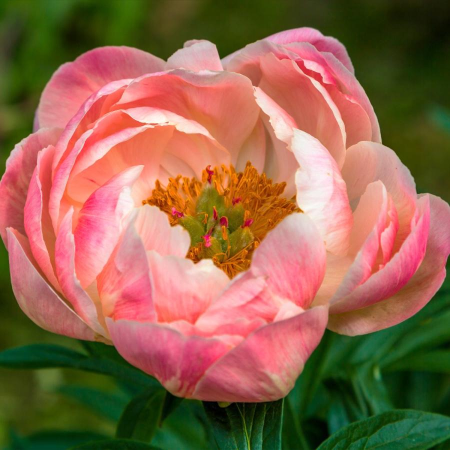 peonia-erbacea