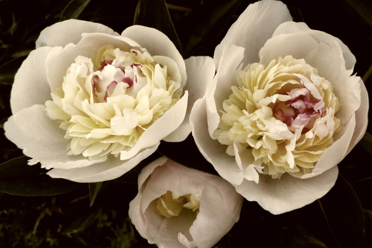 peonie