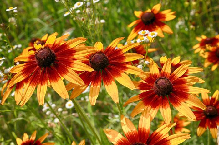 rudbeckia