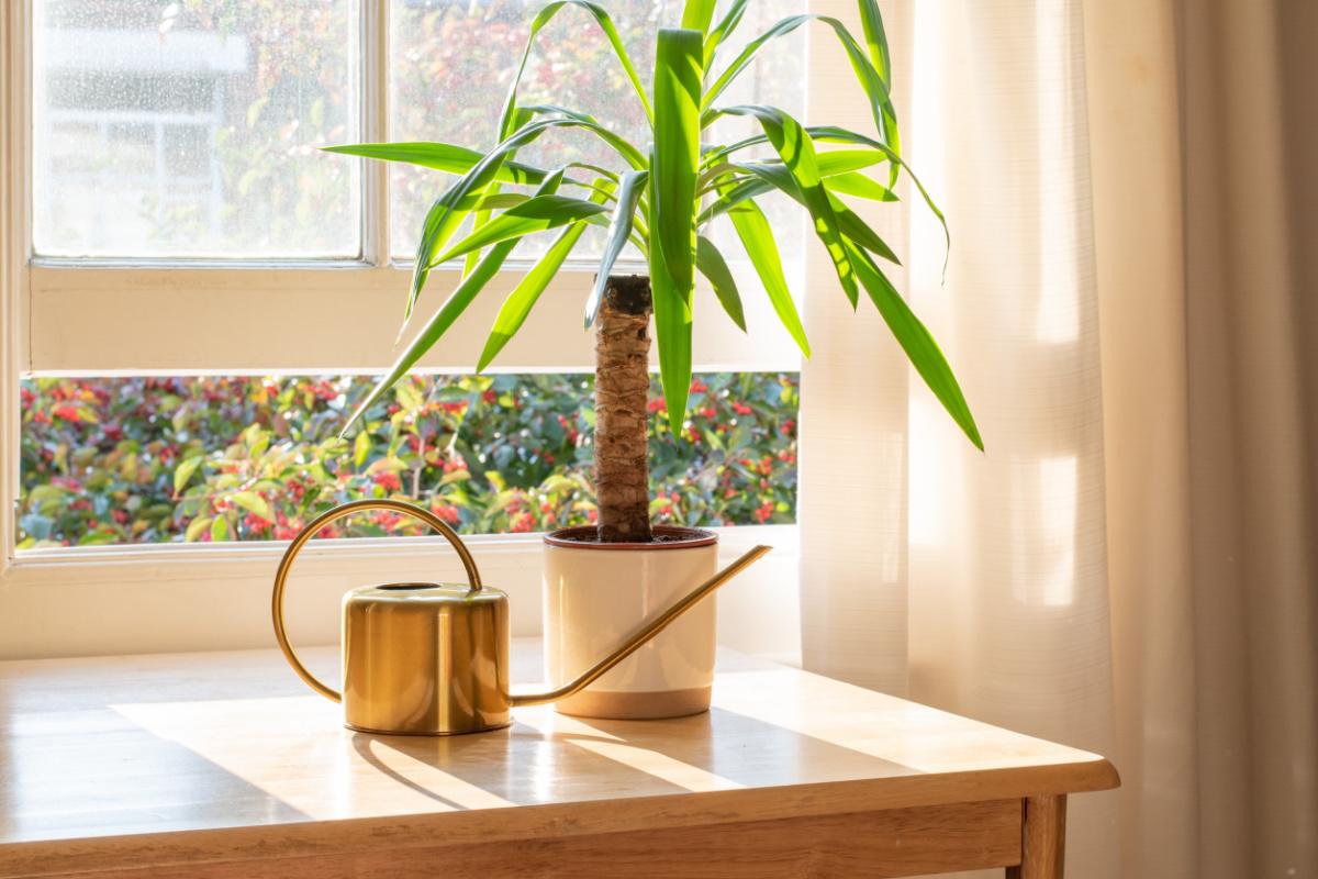 yucca-pianta-da-appartamento