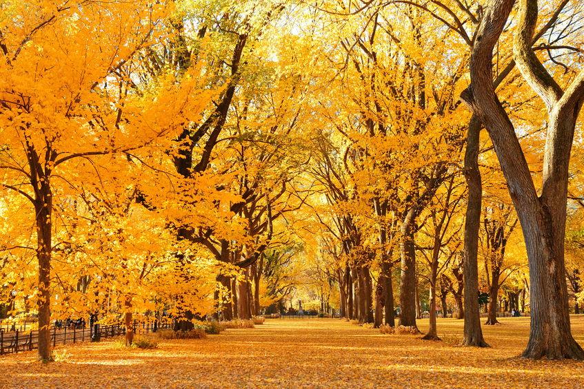 Foliage d'autunno a New York