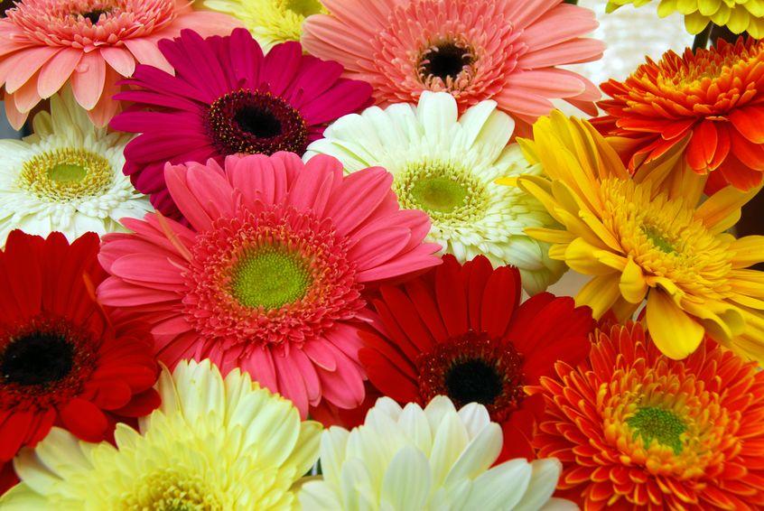 Gerbera, caratteristiche e coltivazione - Cure-Naturali.it