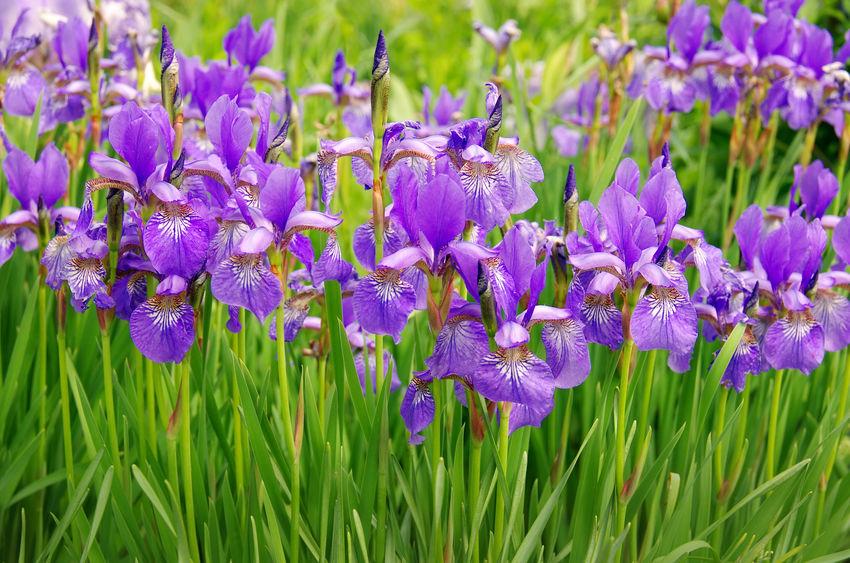 iris-fiore