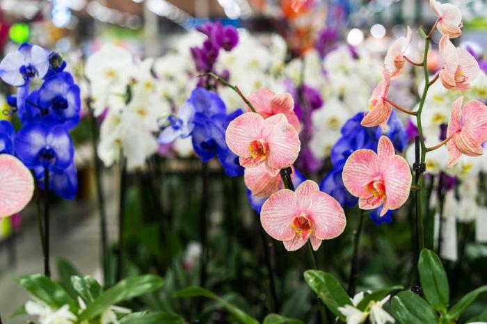 orchidea-caratteristiche-coltivazione