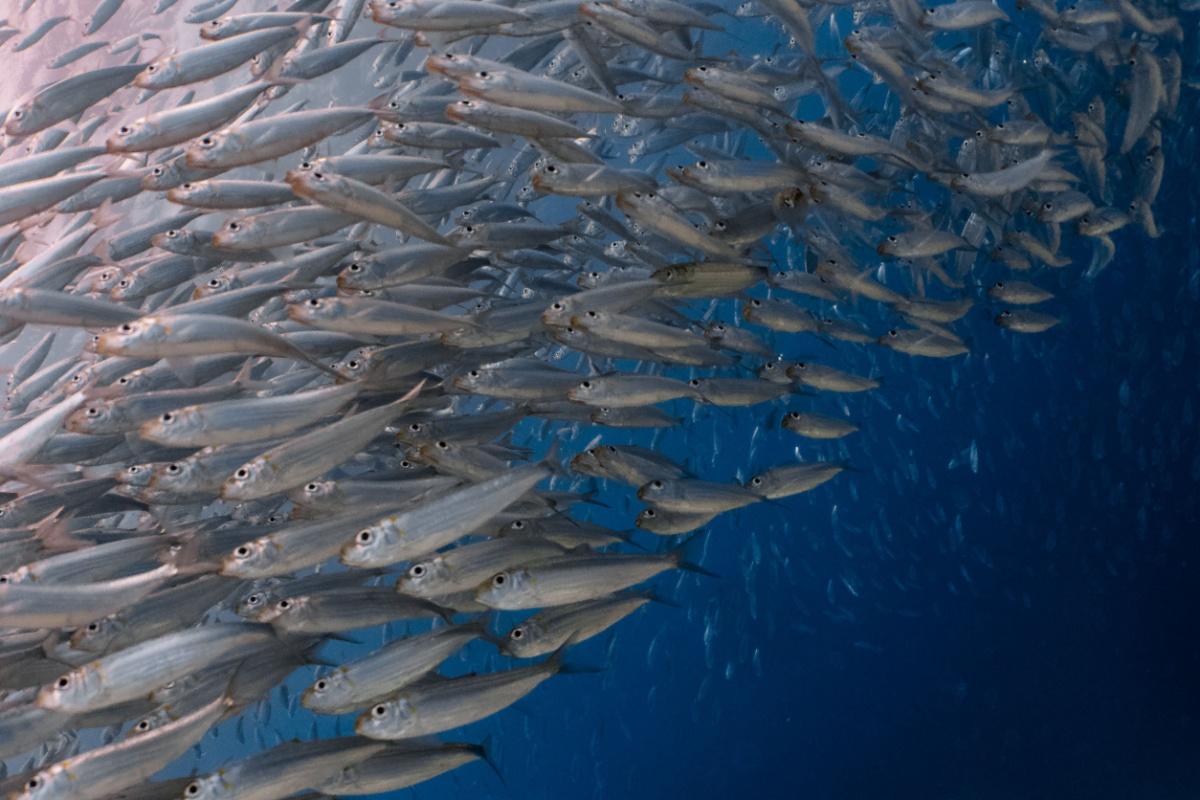 pesca-illegale-cosa-e