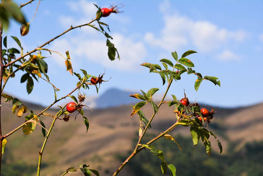 rosa-canina